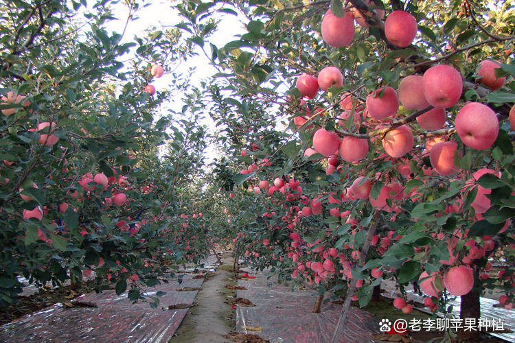 中化学实名苹果版:苹果种植户请注意：春季苹果种植，这4项注意事项你做到了吗？