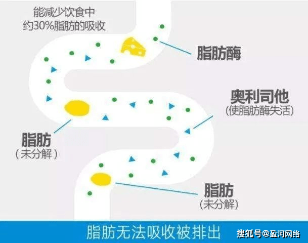 健身减肥速成苹果版:黄金8小时减肥法,任性吃不怕胖——森迪-第3张图片-太平洋在线下载