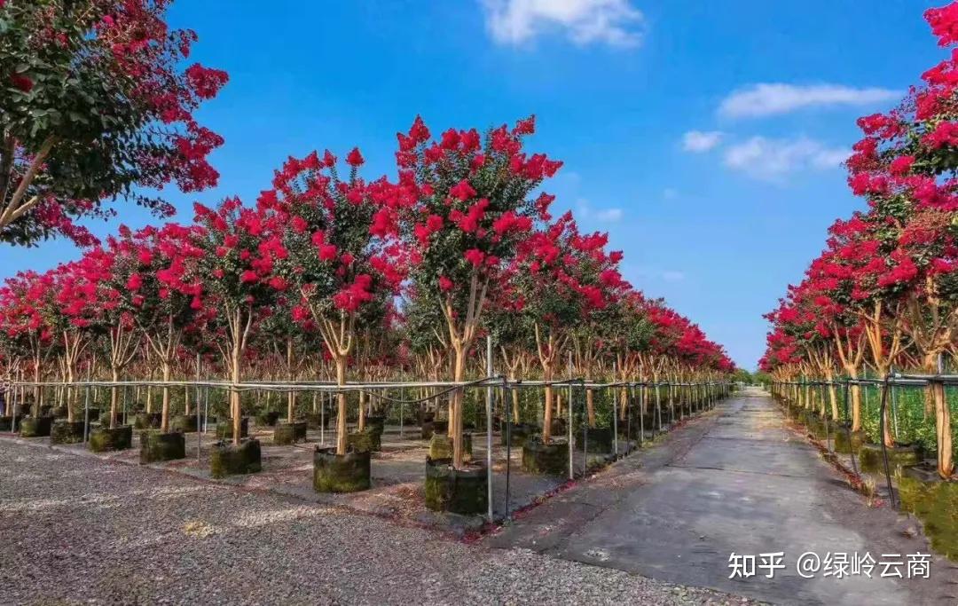 包含苹果苗木供需对接会新闻的词条-第2张图片-太平洋在线下载