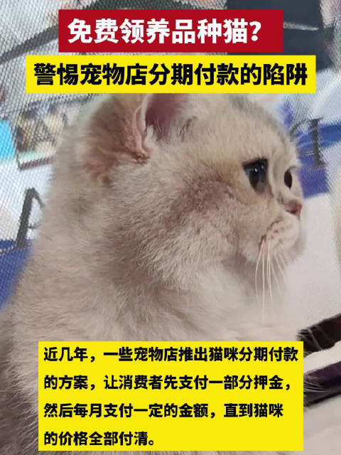 猫咪分期贷款苹果版黑户烂户必放款的网贷苹果手机下载