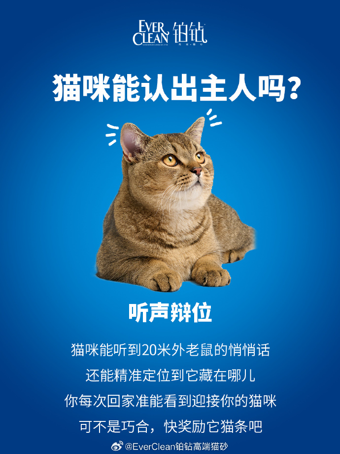 猫咪大侦探安卓版名侦探的假期欧洲录制